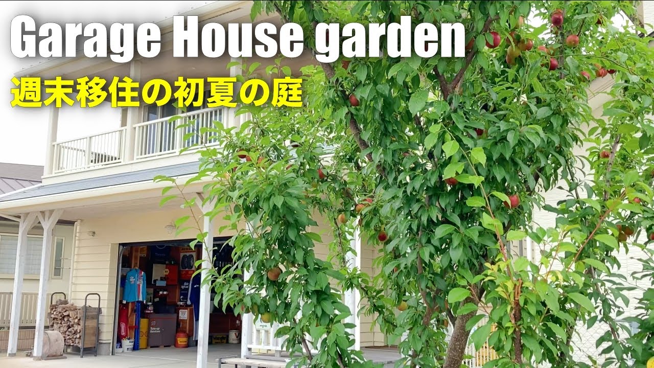 【週末移住vlog 】 二拠点生活 5年目を迎えた初夏の庭 | ブルーベリーの収穫 | 芝の手入れ | バイオチェリー | 梅酒作り | 家庭菜園  | 南房総 | アメリカンハウス