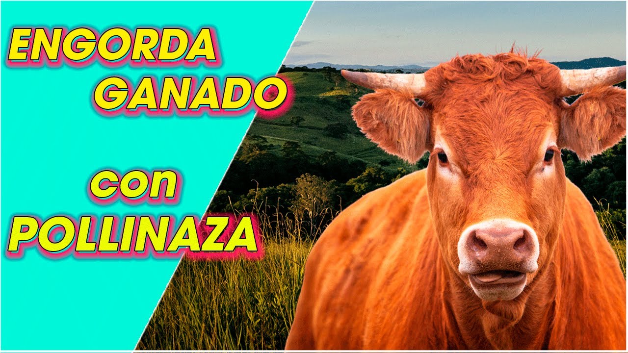 COMO Alimentar tu GANADO con POLLINAZA ǀ  Ing. Jannin Hernández Blandón MSc.