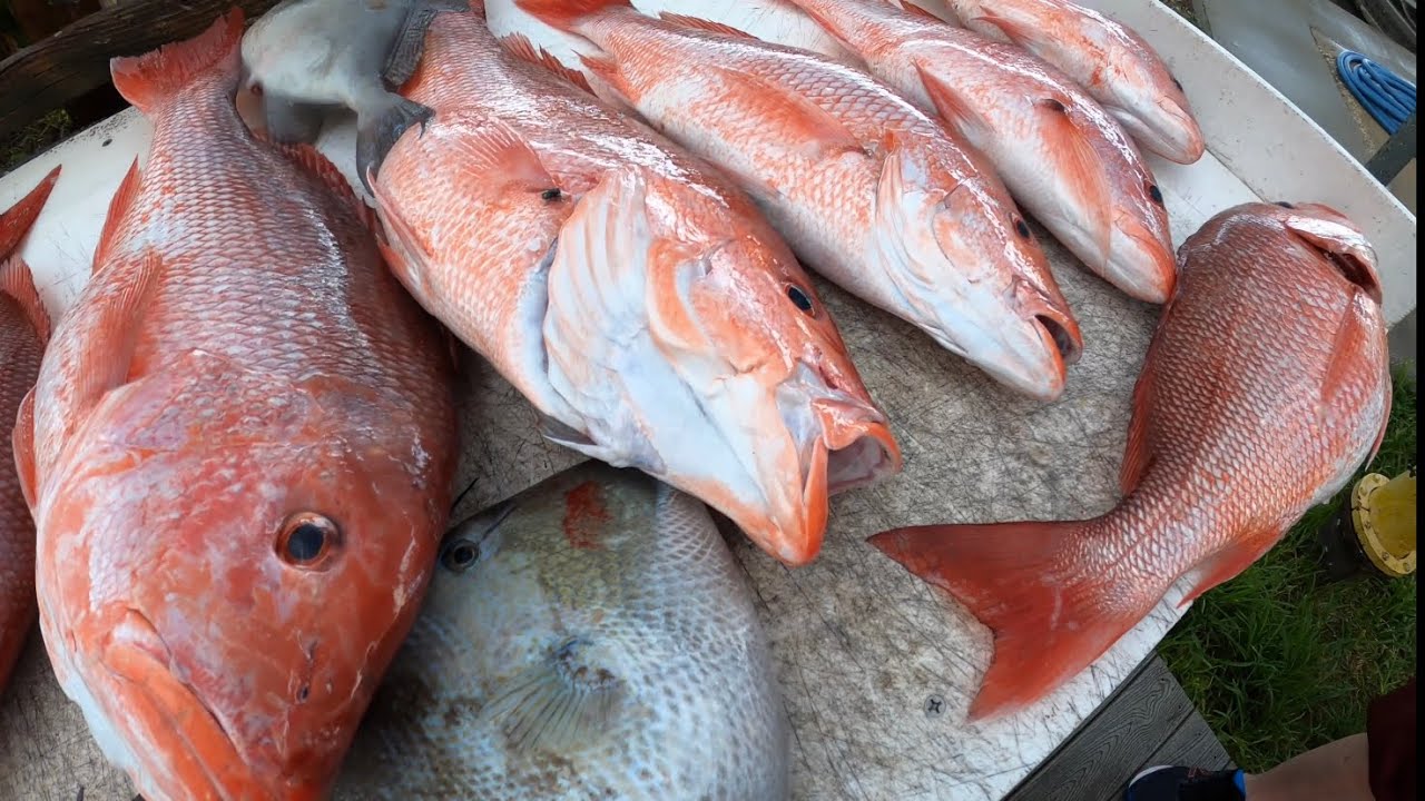 Red Snapper Season Day 1 FLORIDA Fishing 2022