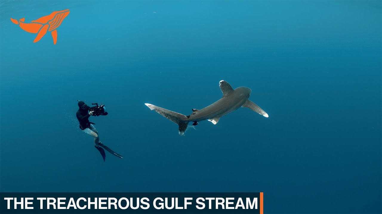 The Treacherous Gulf Stream | SeaLegacy: The Voyage
