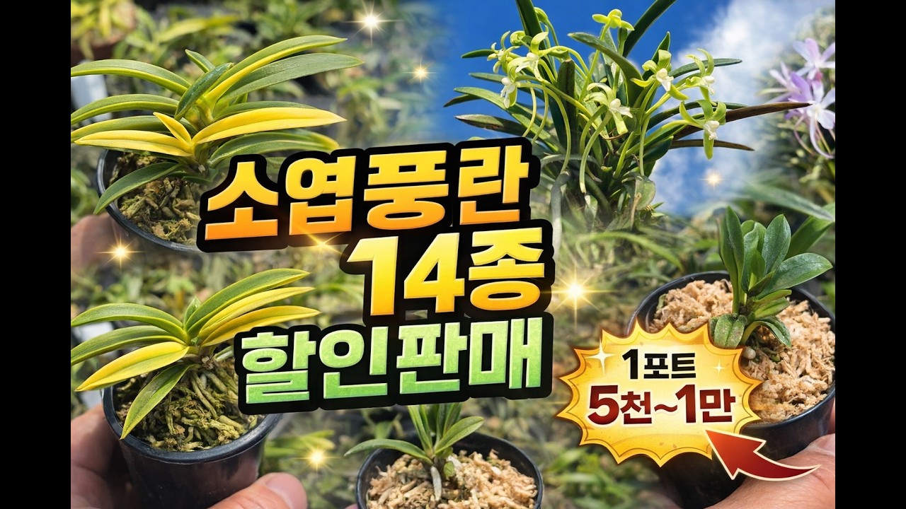 소엽풍란 14종 특가🔥 5천원부터! 입문&middot;수집&middot;부작 필수템
