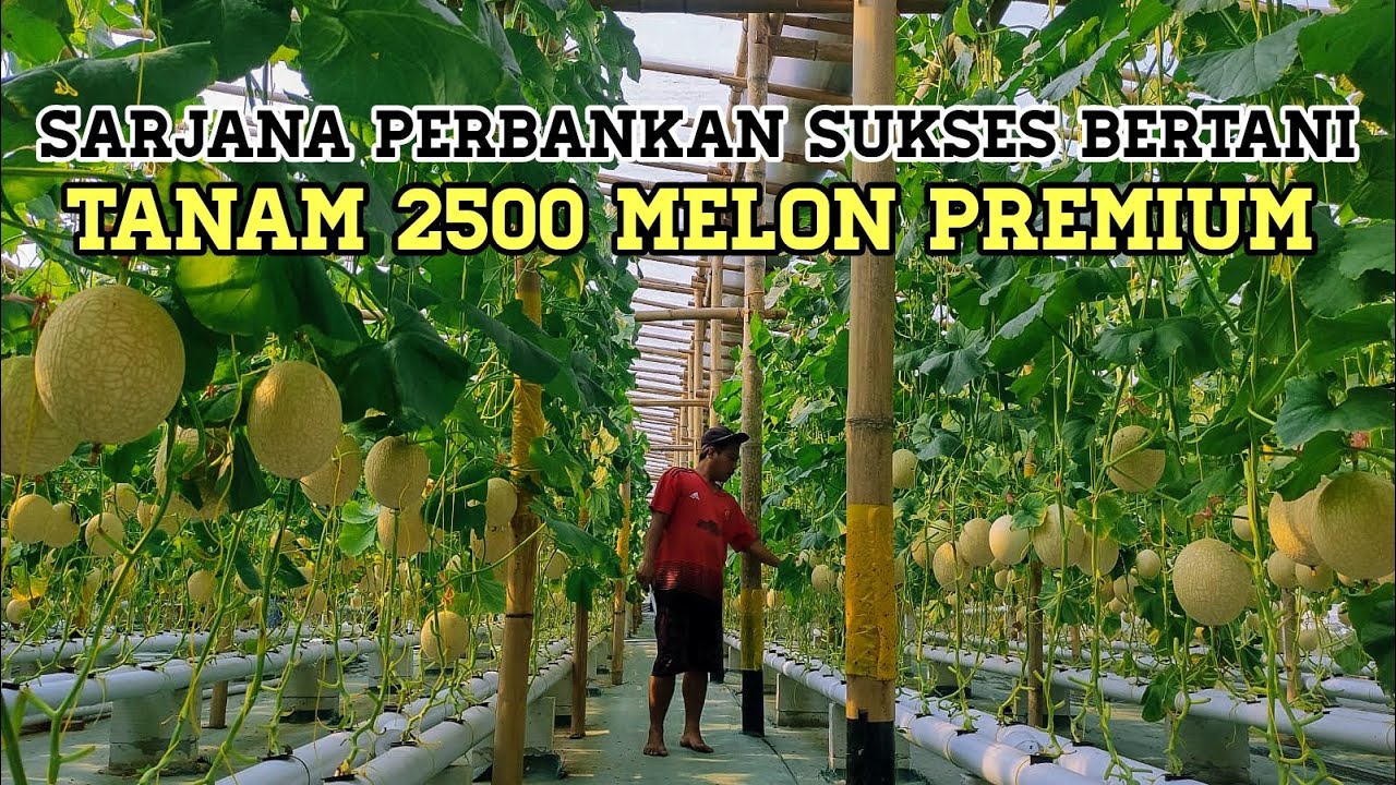 Manisnya Budidaya Melon Inthanon Gemoy Sistem Hidroponik NFT, Panen Kualitas Premium