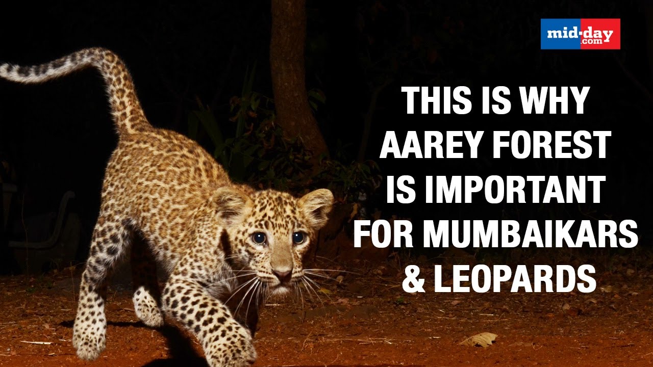 This Is Why Aarey Forest Is Important For Mumbaikars & Leopards