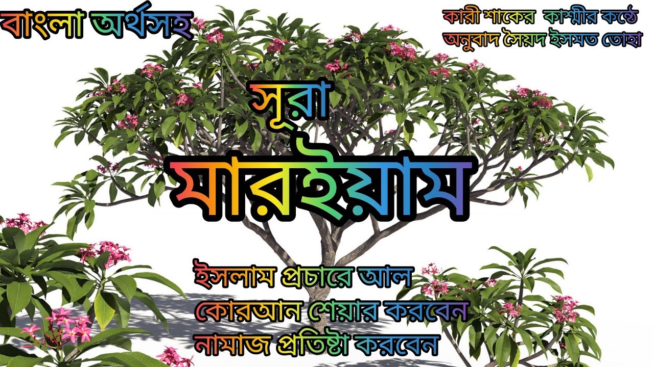 019-সূরা মারইয়াম বাংলা অর্থসহ হ্নদয় শিতল করা তেলাওয়াত কারী শাকের কাশ্মী অনুবাদ সৈয়দ ইসমত তোহা