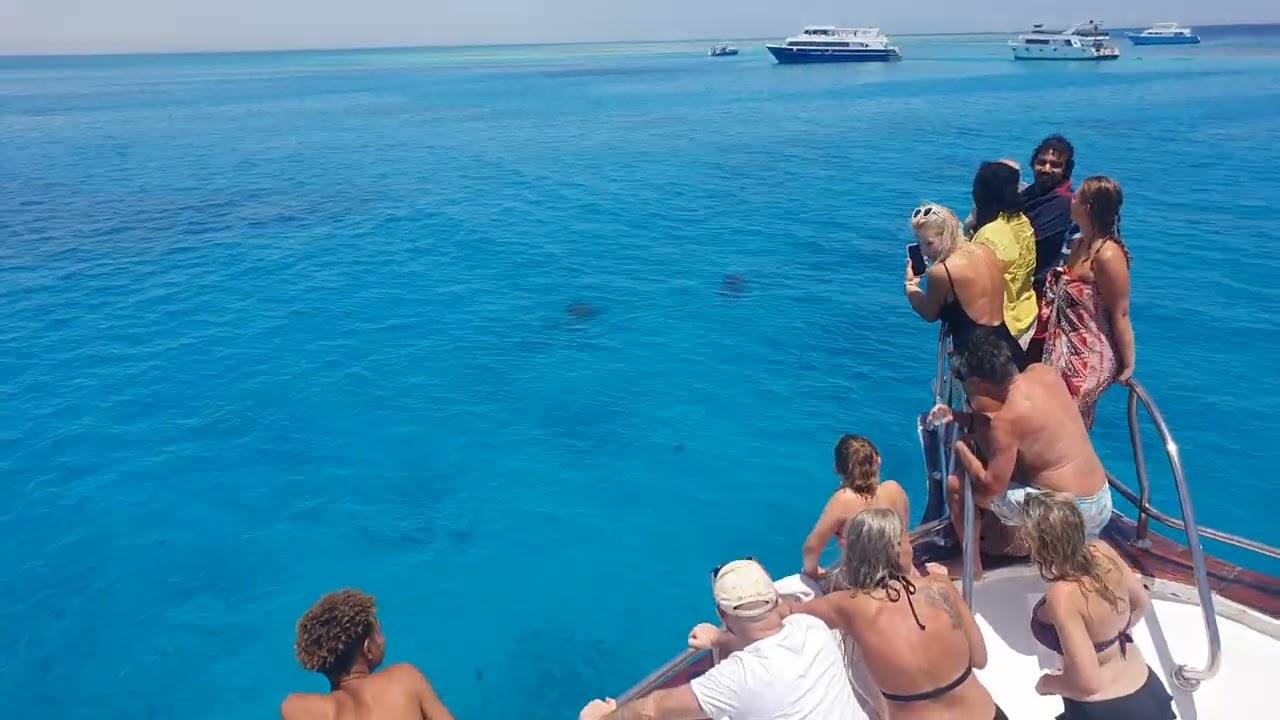 Są i delfiny 🐬🤣🐬 Dom Delfinów Hurghada 10.05.2025