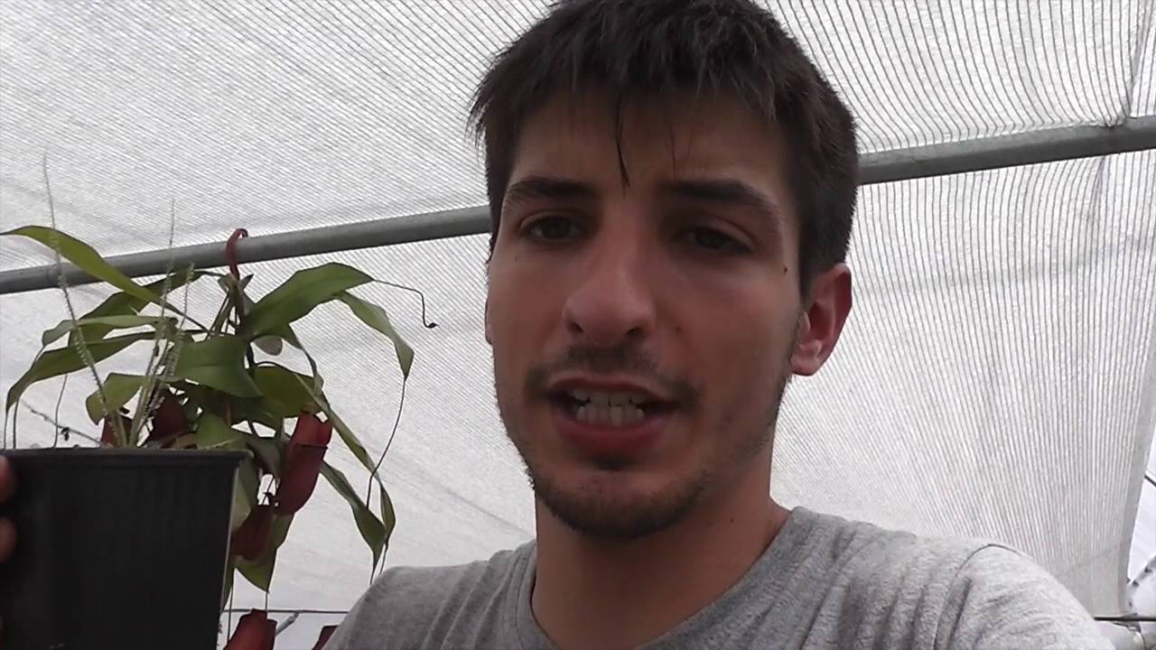Más sobre Drosophyllum lusitanicum