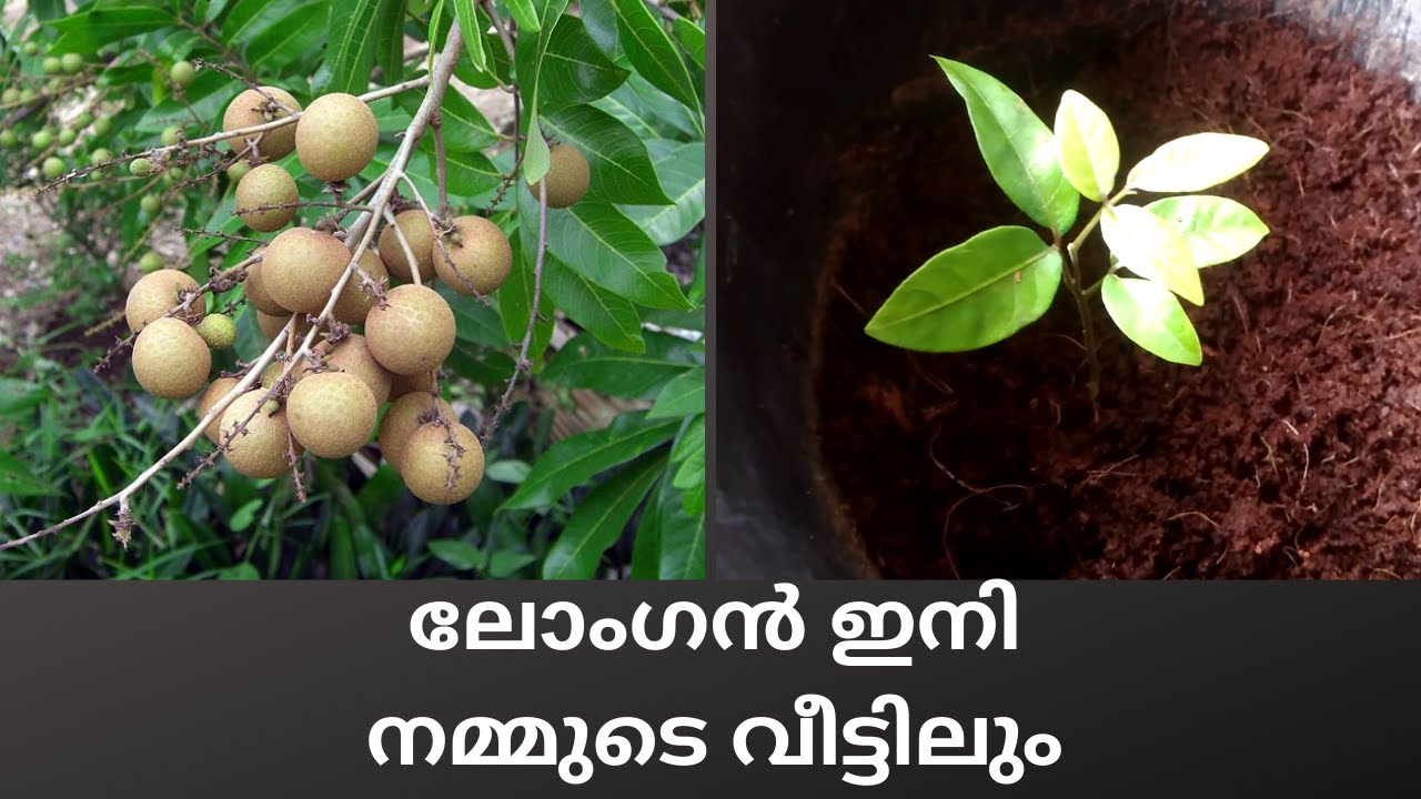 ലോങ്ങൻ ഇനി നമ്മുടെ വീട്ടിലും|longan tree malayalam |