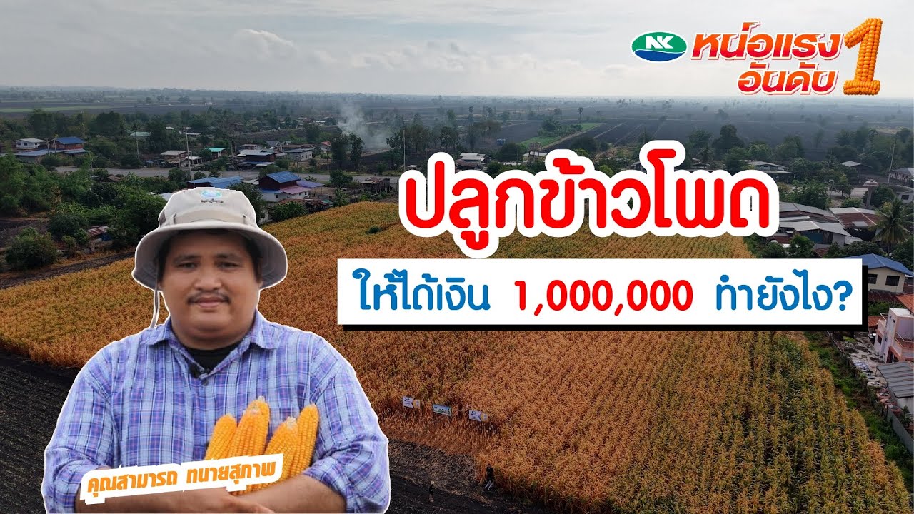 เกษตรกรมืออาชีพ เลือกปลูกข้าวโพด NK7321 NK6848 NK6253 s7328