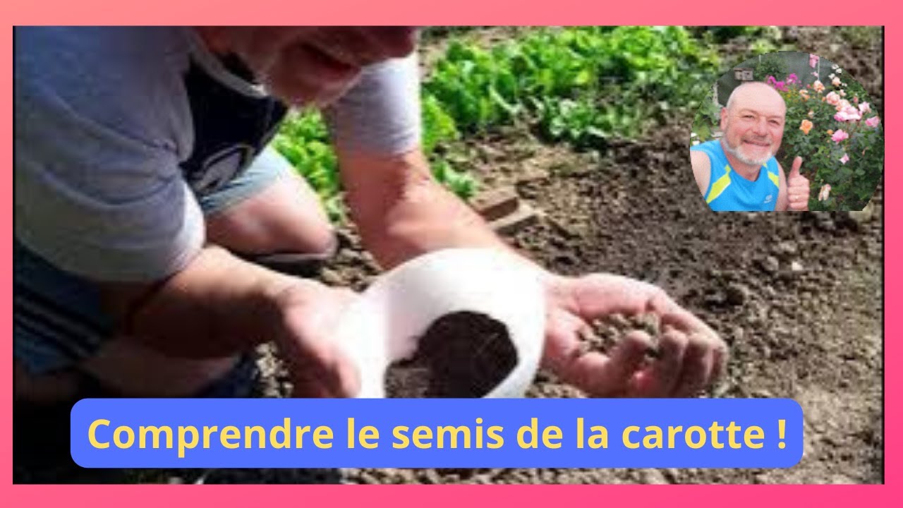 Comprendre la vie de la carotte, comment semer les carottes