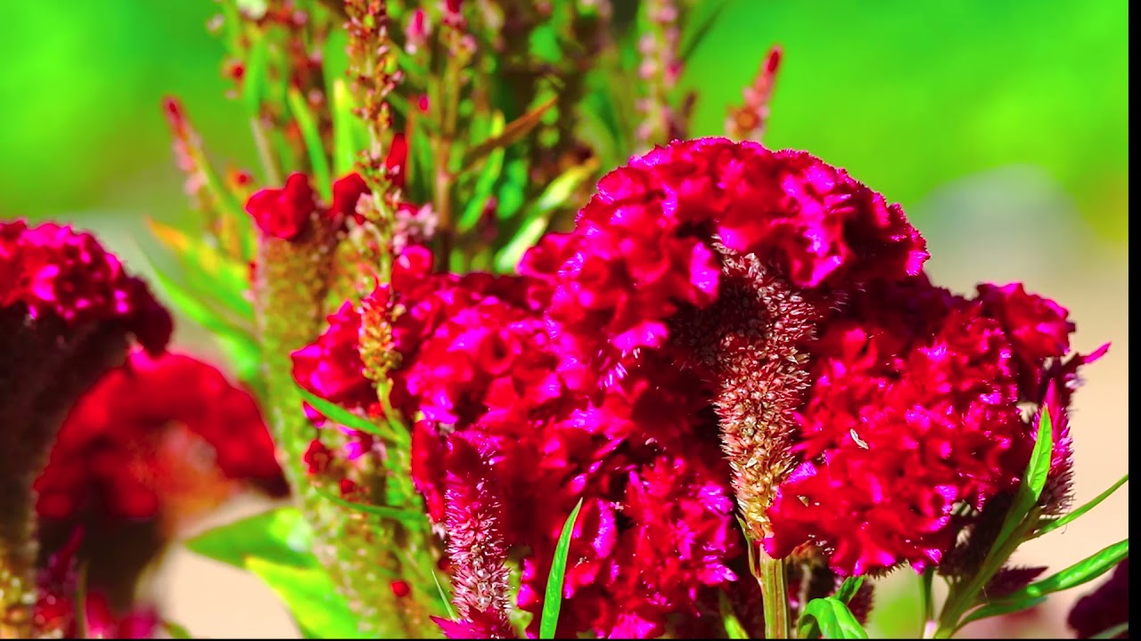 Beautiful flower   beautiful Flower Ser Morn  Amazing ​Flowers #Short EP  7