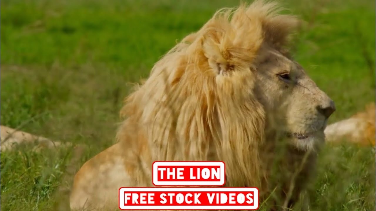 LION | Free Stock Video | No Copyright Video | Royalty Free Video | Lions Free Videos