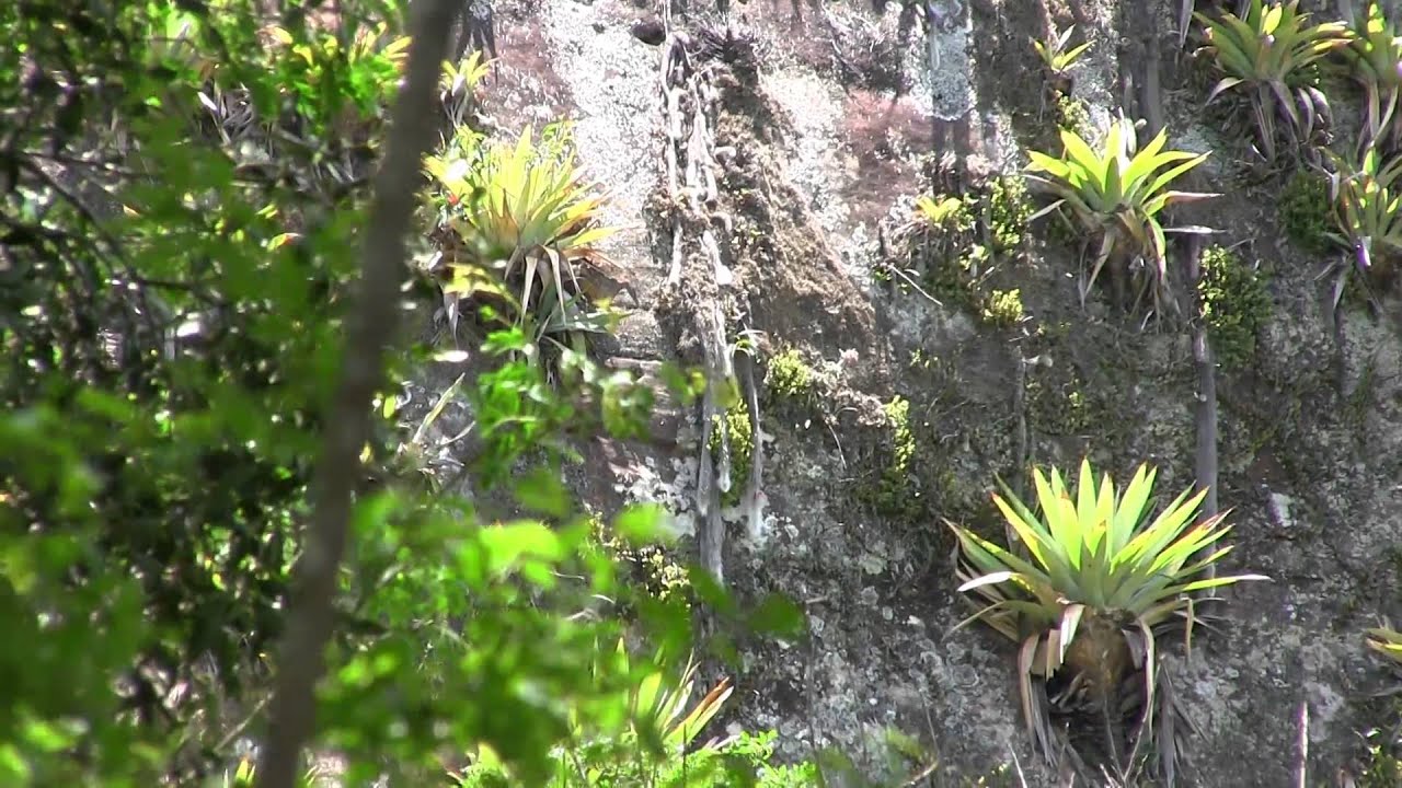 Hildewintera colademononis, Bolivia 2015