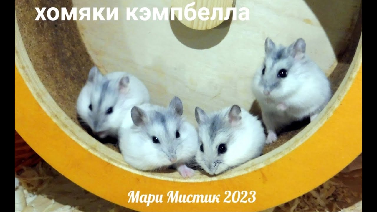 Какие ТРАВЫ летом МОЖНО давать ХОМЯКАМ #кэмпбелла и #сирийскийхомячок +7 921 595 08 48 #купитьхомяка