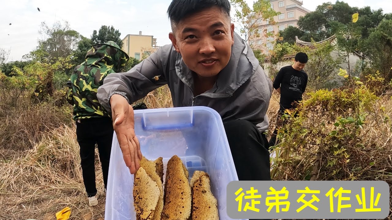 徒弟消失几天网友都在寻找，原来在苦练找蜂技术！看看成果如何？【莆农阿敏】