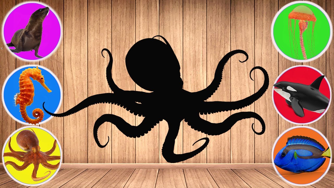 What is this Sea Animal? Sea Lion, Whale, Octopus, Jellyfish, Sea horse [OnewTube 온유튜브]