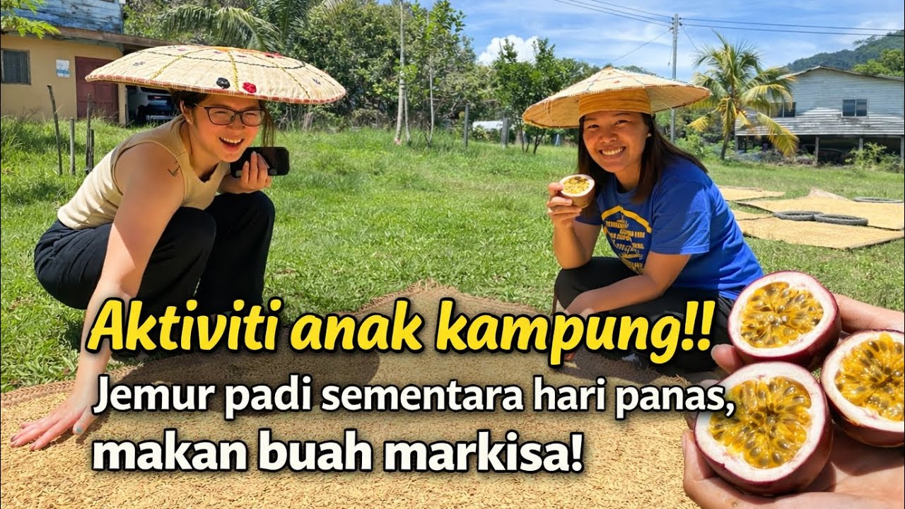 Jemur padi dan makan buah mirkisa‼️Suasana di kampung Lio Mato.