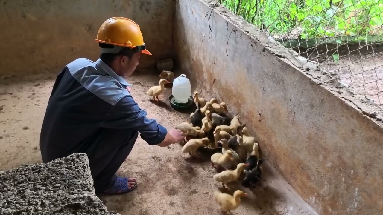 A Kind-Hearted Man Buys Ducks and Does the Unexpected 