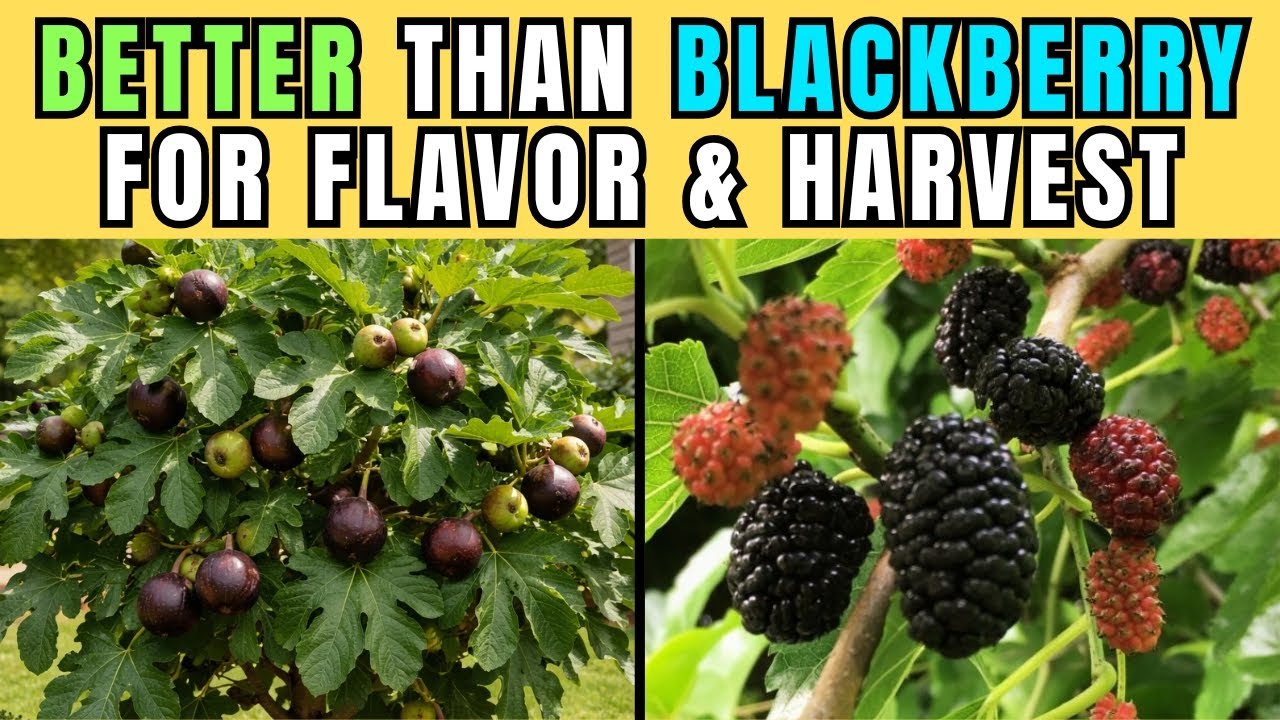 The Golden Trees: 7 Trees Better Than Blackberry for Flavor, Harvest, and Backyard Profit Today!