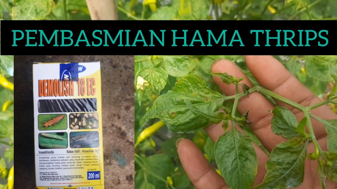 PEMBASMIAN HAMA THRIP CABE LANGSUNG PULIH