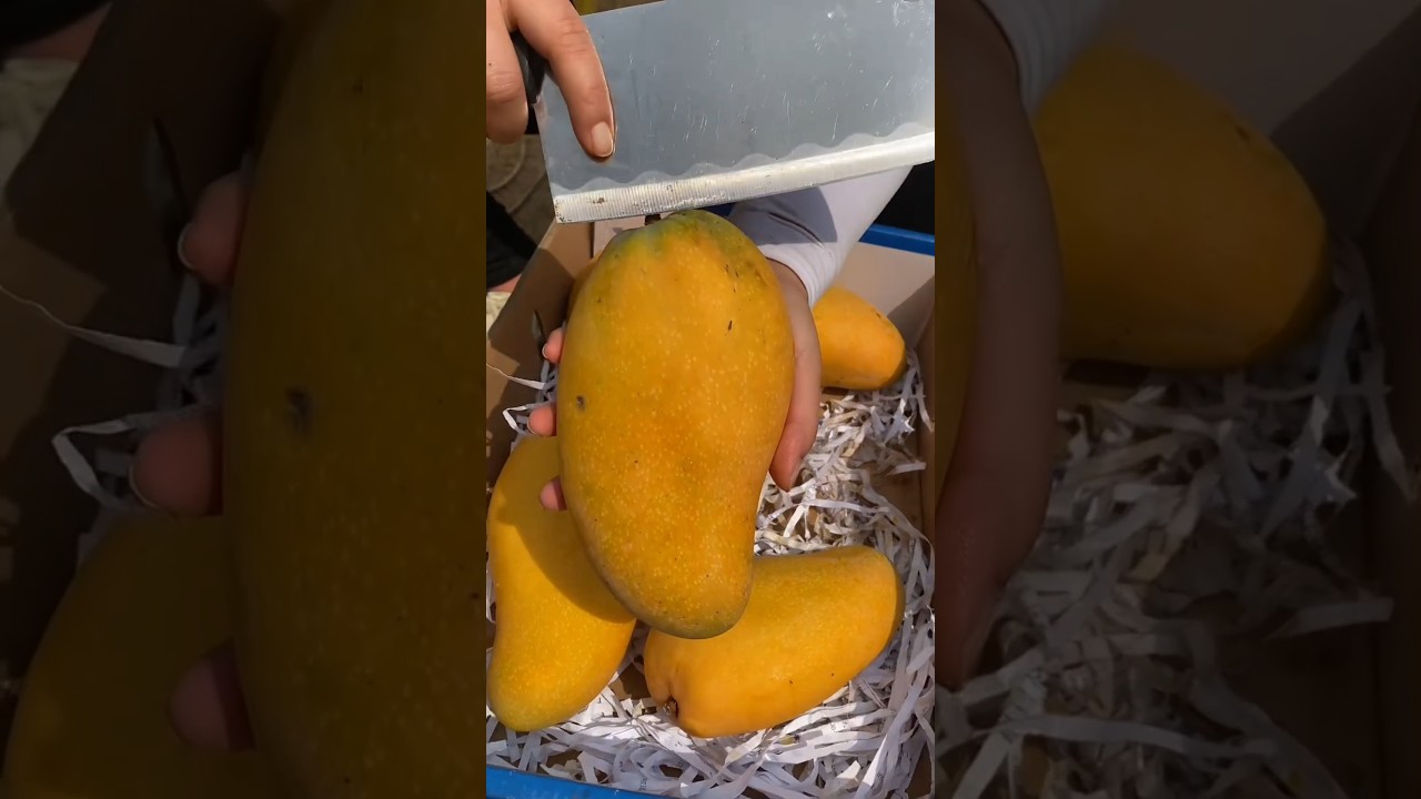 Sweet mango harvesting and cutting very fresh #trending #satisfying