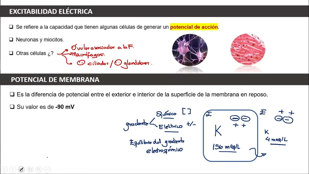 I CURSO REPASO DE FISIOLOGIA HUMANA I: EXCITABILIDAD ELECTRICA, POTENCIALES DE ACCION