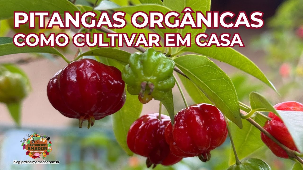 Pitangueira Carregada de Frutos | Você Também Pode Conseguir