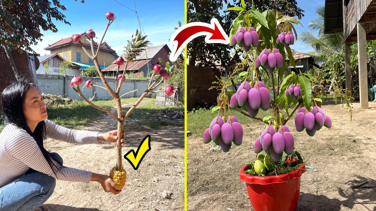 Techniques Graft Mango Tree Multiple branches Get a lot of benefits 100% success