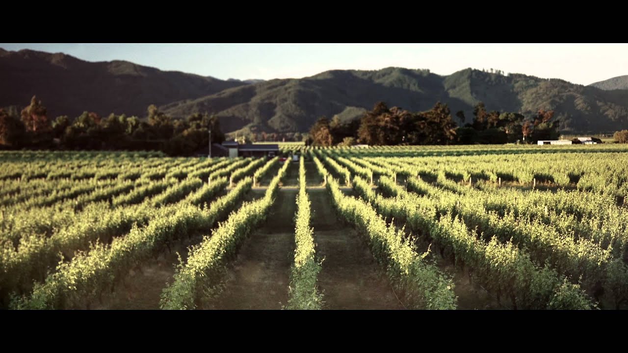 Cloudy Bay Sauvignon Blanc 2015