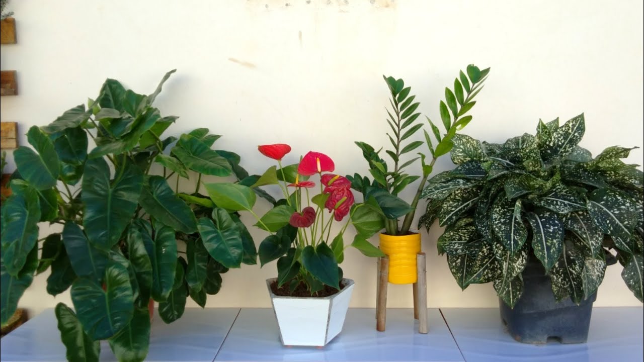 Plantas que gostam de Sombra