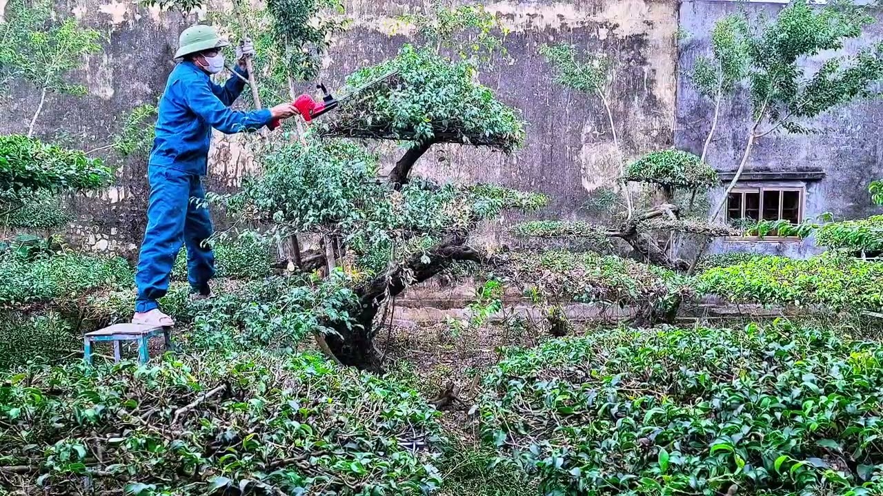 Cắt tỉa cây cảnh đẹp thời công nghệ