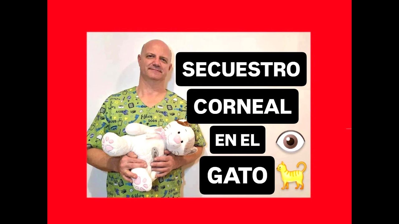 Secuestro corneal en el gato.