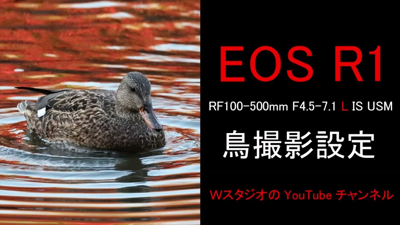 EOSR1とRF100-500で撮る鳥撮影