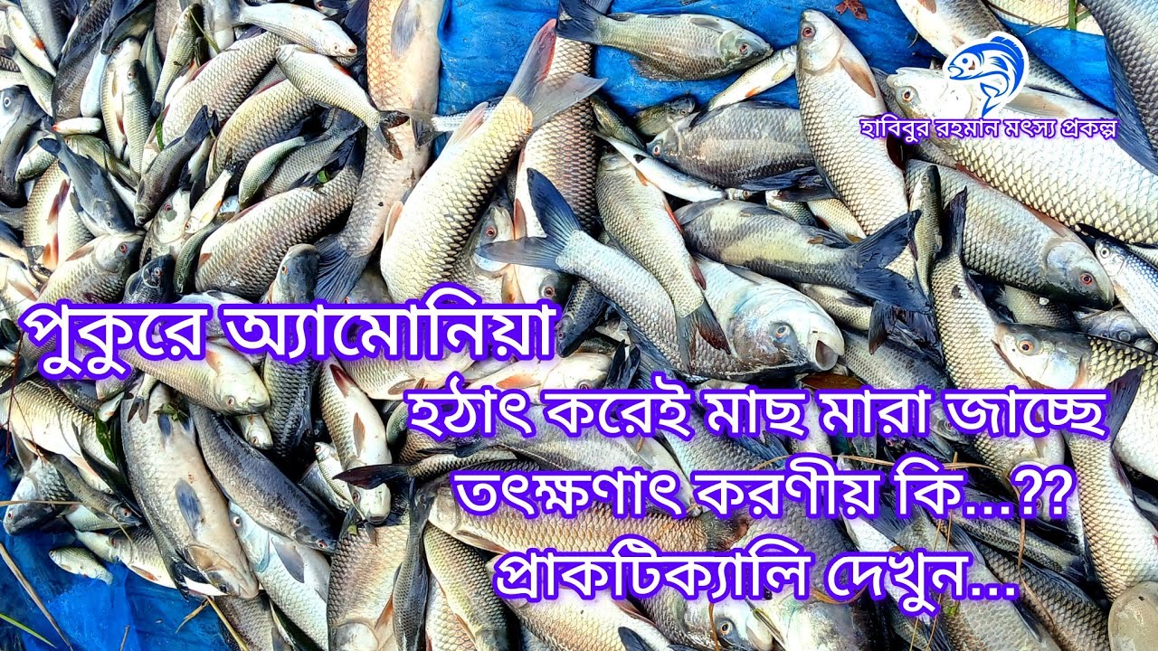 ৩৭১.. পুকুরে অ্যামোনিয়া হঠাৎ করেই মাছ মারা জাচ্ছে তৎক্ষণাৎ করনীয় কি....? প্রাকটিক্যালি দেখুন। 