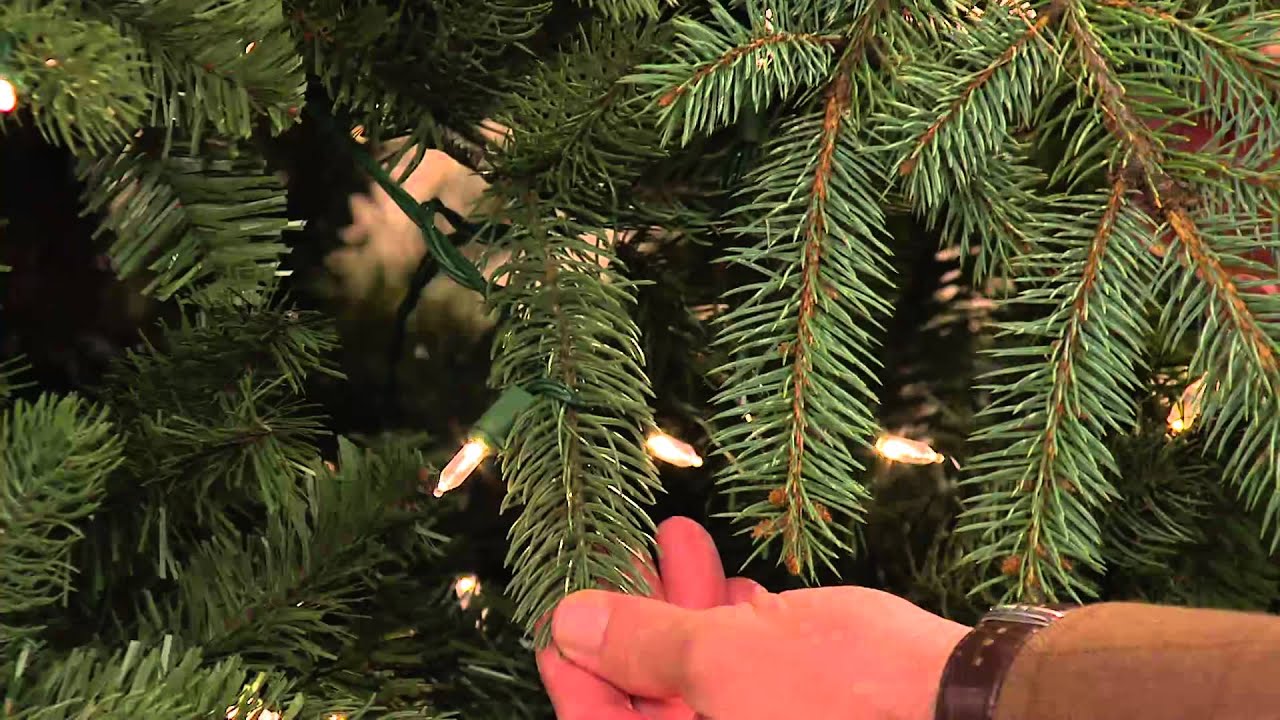 Balsam Hill 5' Northland Pine Christmas Tree w/ Easy Plug with Dan Hughes