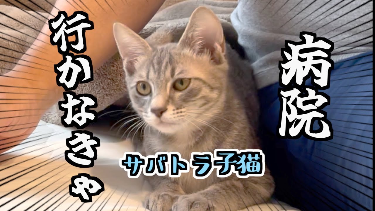 サバトラ子猫の目が気になるので病院に連れて行く！