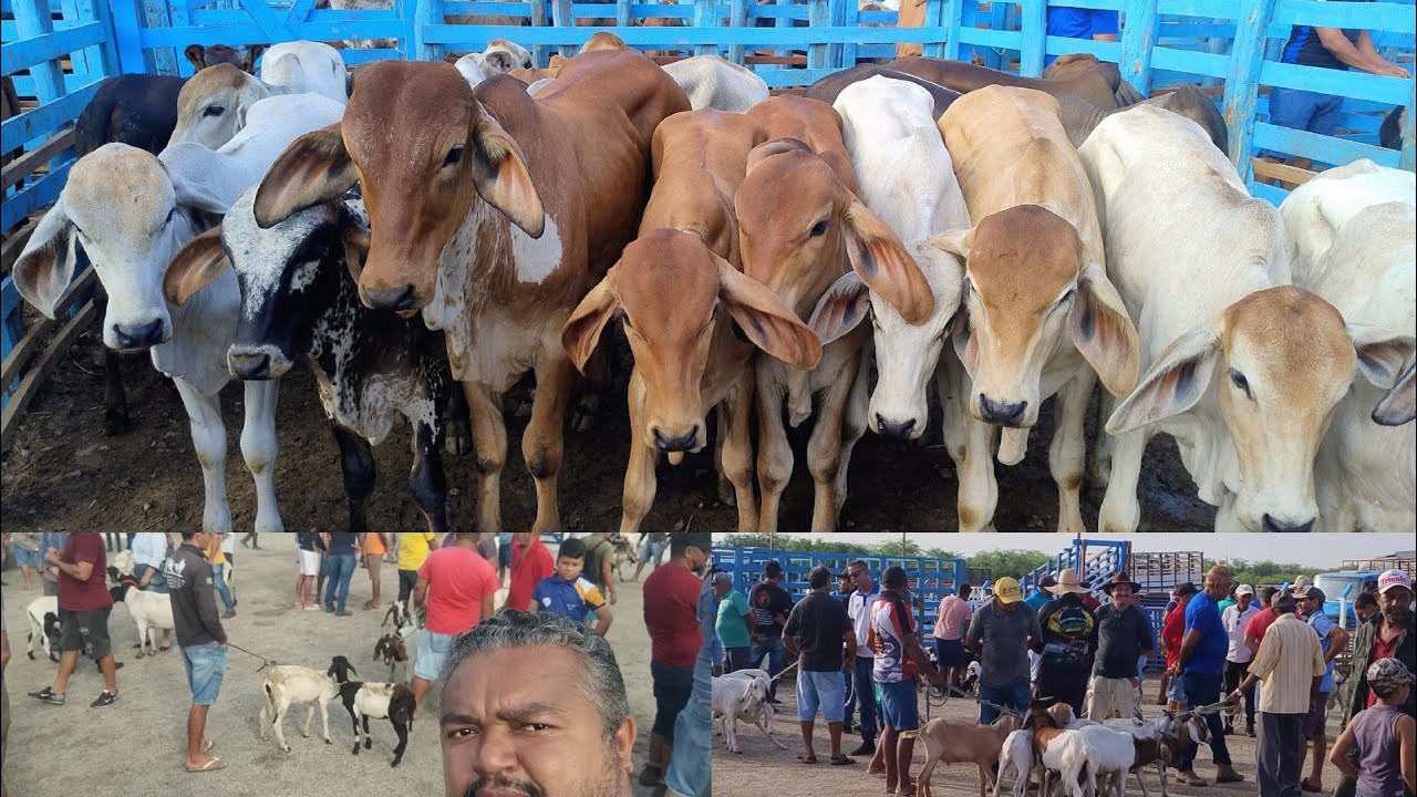 FEIRA DE ANIMAIS EM PARNAMIRIM-PE DIA, 03/02/2026. #nordeste 