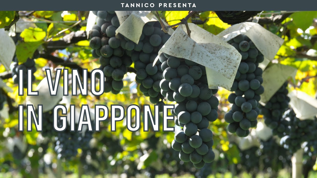 Il vino in Giappone: il terroir, i vitigni autoctoni e il successo contemporaneo | Tannico