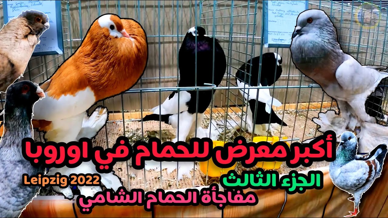 أكبر معرض للحمام في أوروبا الجزء الثالث والأخير Leipzig 2022