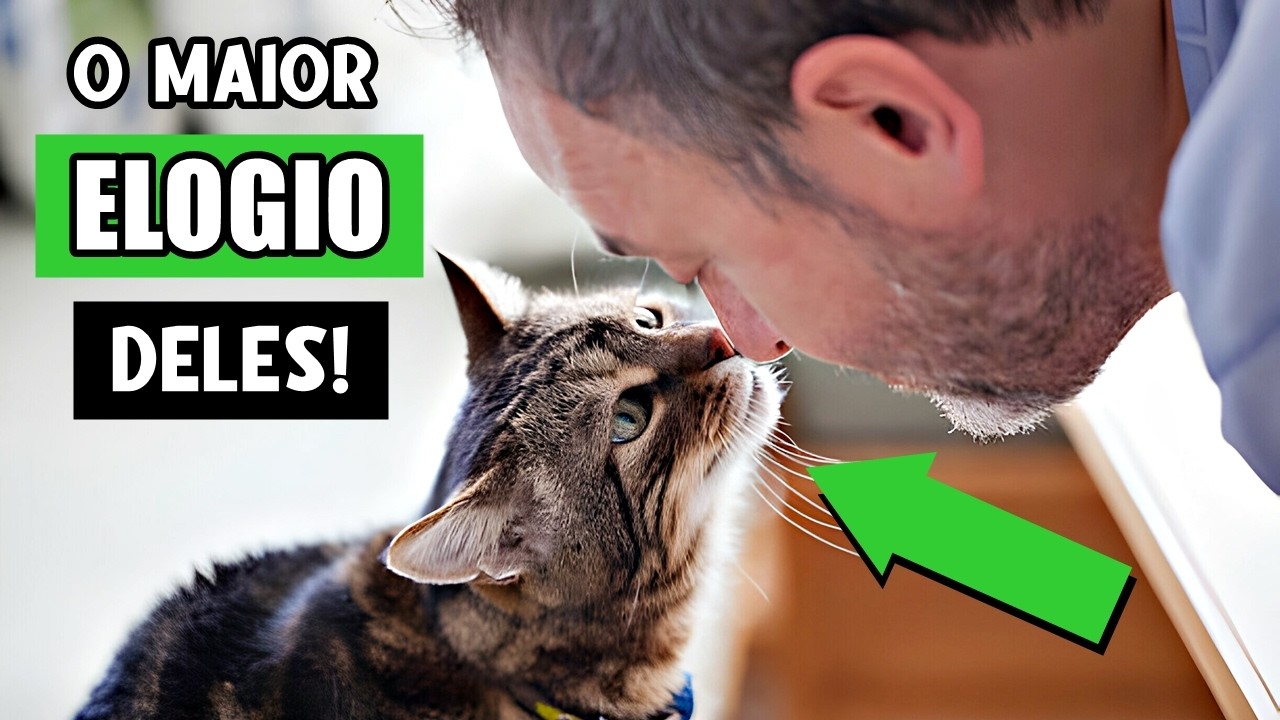 OS 5 MAIORES ELOGIOS QUE SEU GATO PODE DAR A VOCÊ!