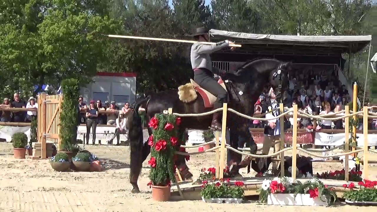 WAWE Weltmeisterschaft Working Equitation 2018 Trail Gilberto Silva on Zinqu das Lezirias