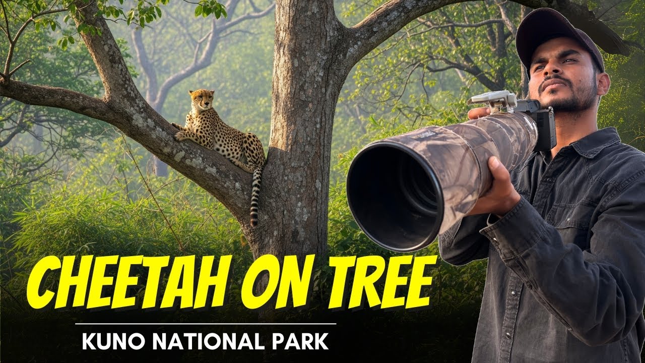We had the BEST CHEETAH Sighting in Kuno National Park