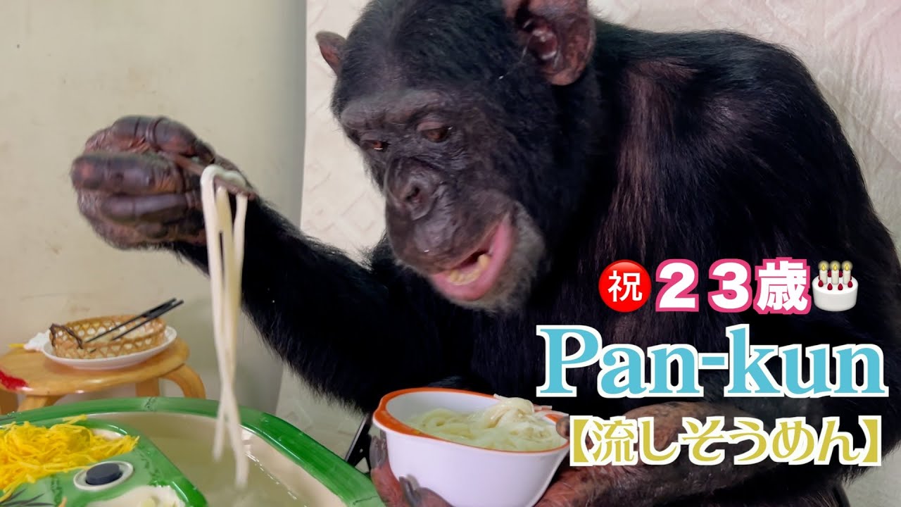 チンパンジーパンくんの天才ぶりにメンバー大興奮‼️流しそうめんChimpanzee Pan-kun's Nagashi Somen.