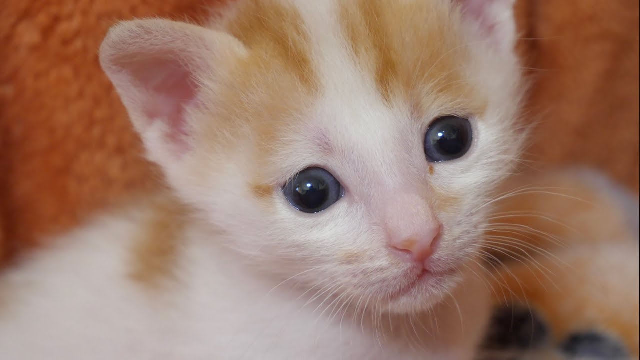【子猫】目の色が可愛いキトンブルーに変わってきました！