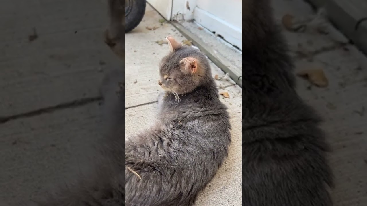 Vernie takes Megan for a walk. Friends of Felines Rescue Center (FFRC)