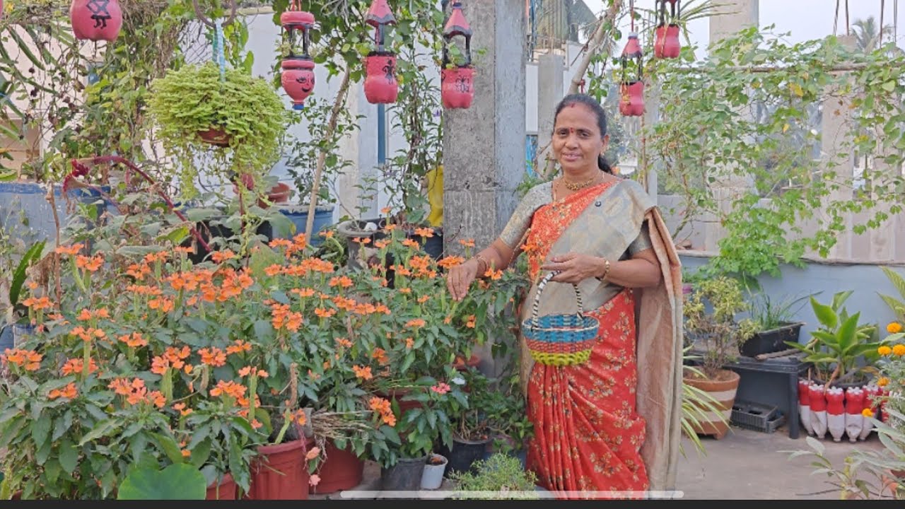 మీకందరికీ ఇష్టమైన కనకంబరాలు గురించి కొన్ని విషయాలు తెలుసుకుందాం 