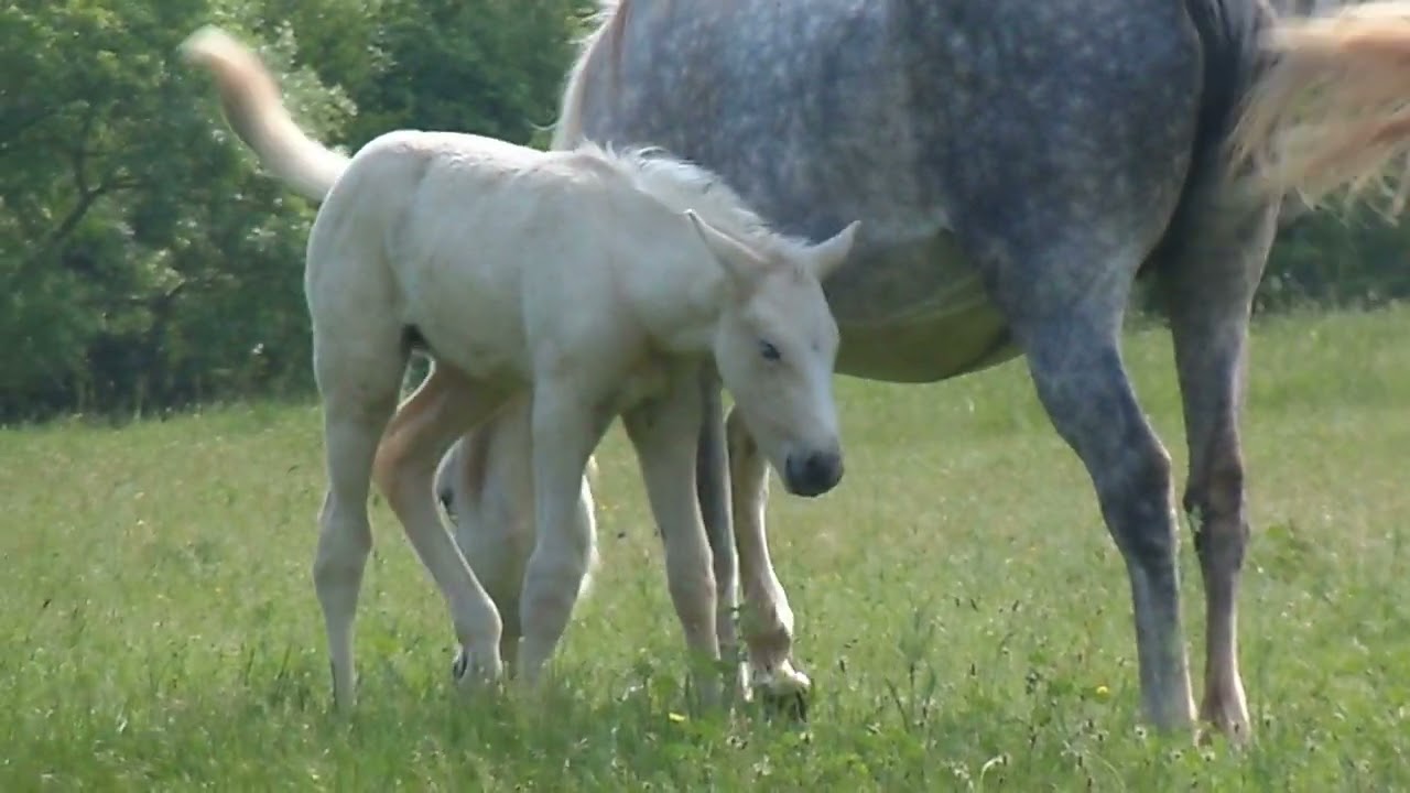 Chevaux au MontBARRI