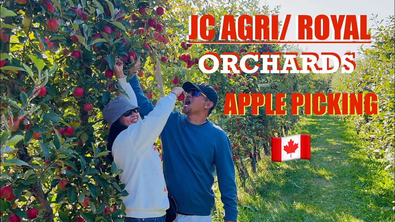 APPLE PICKING | JC AGRI/ ROYAL ORCHARDS | BUHAY CANADA
