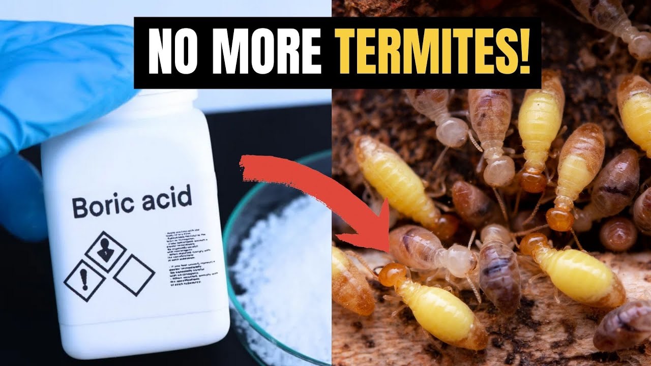 Homemade Way To Kill Termites [It's Easy!]