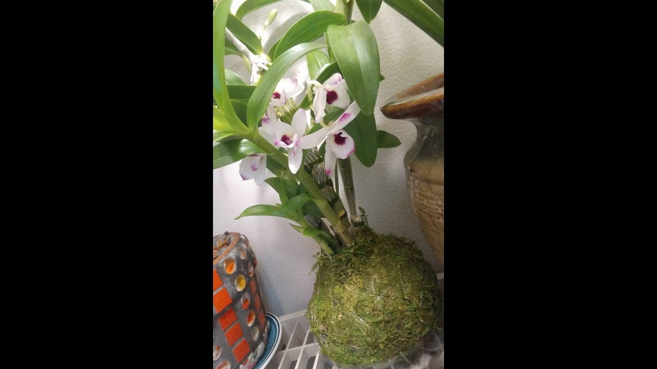 Orquideas Dendrobiums, Que hacer con las cañitas viejas ║Orquídeas en el mundo