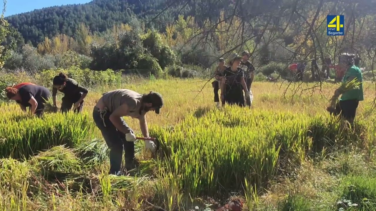 TVAltoPalancia #noticia Proyecto innovador y artesanal de cultivo de arroz en Fuente la Reina